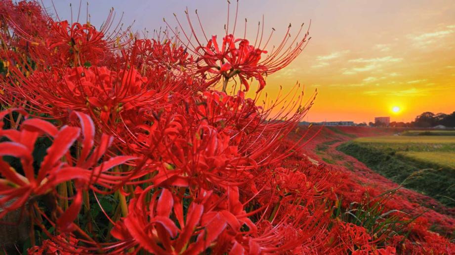 夕日と赤い彼岸花の画像